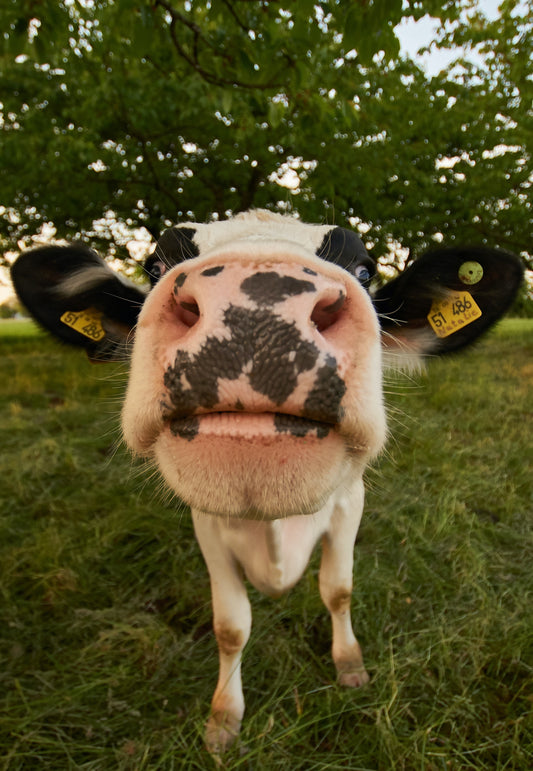 Isn't all cheese vegetarian?